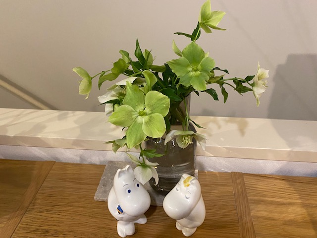 我が家のクリスマスローズ