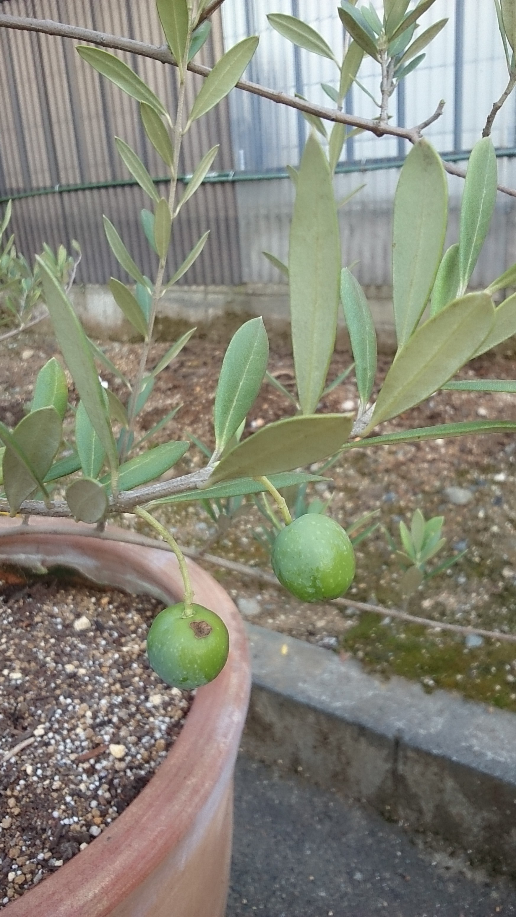 ロハススタジオ　オリーブ