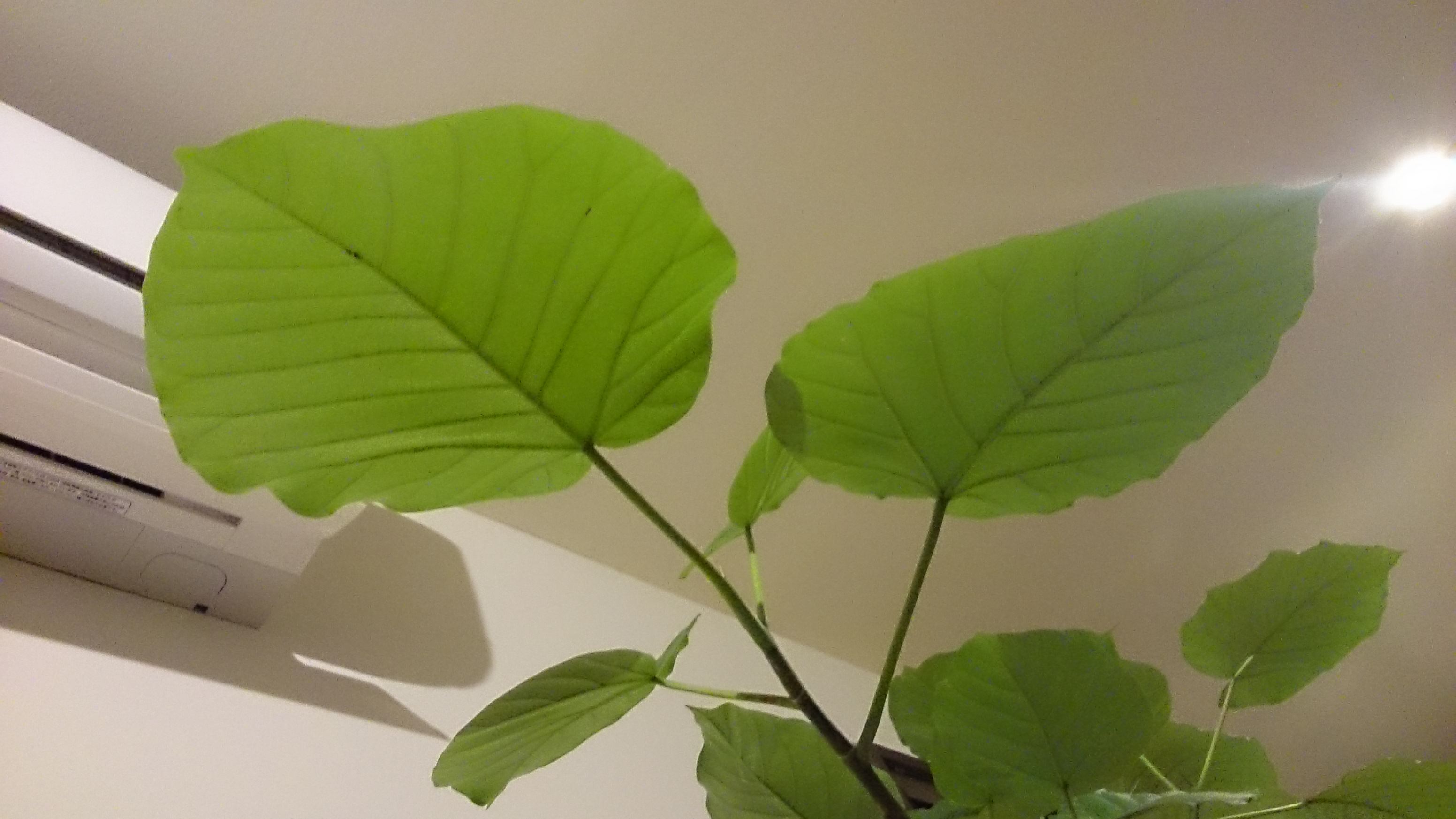 フィカス ウンベラータ　観葉植物