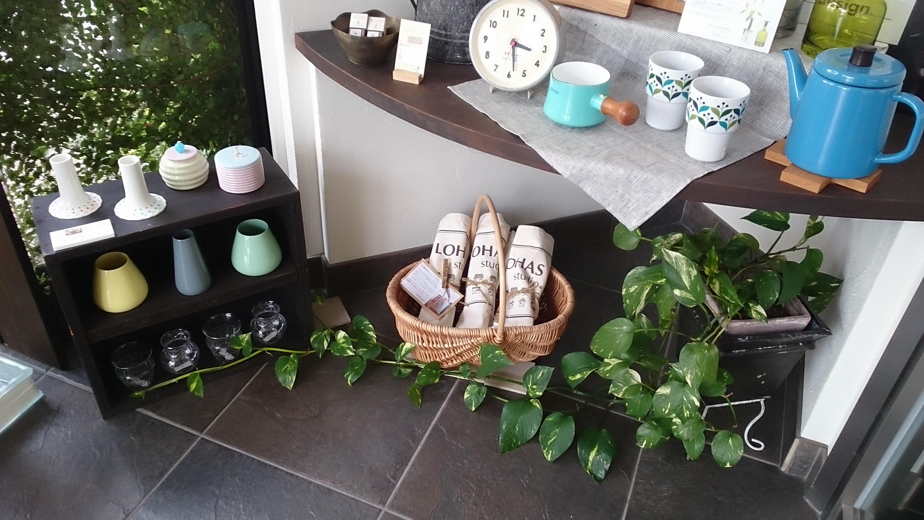 不思議な葉の形　テルノシャングリラ