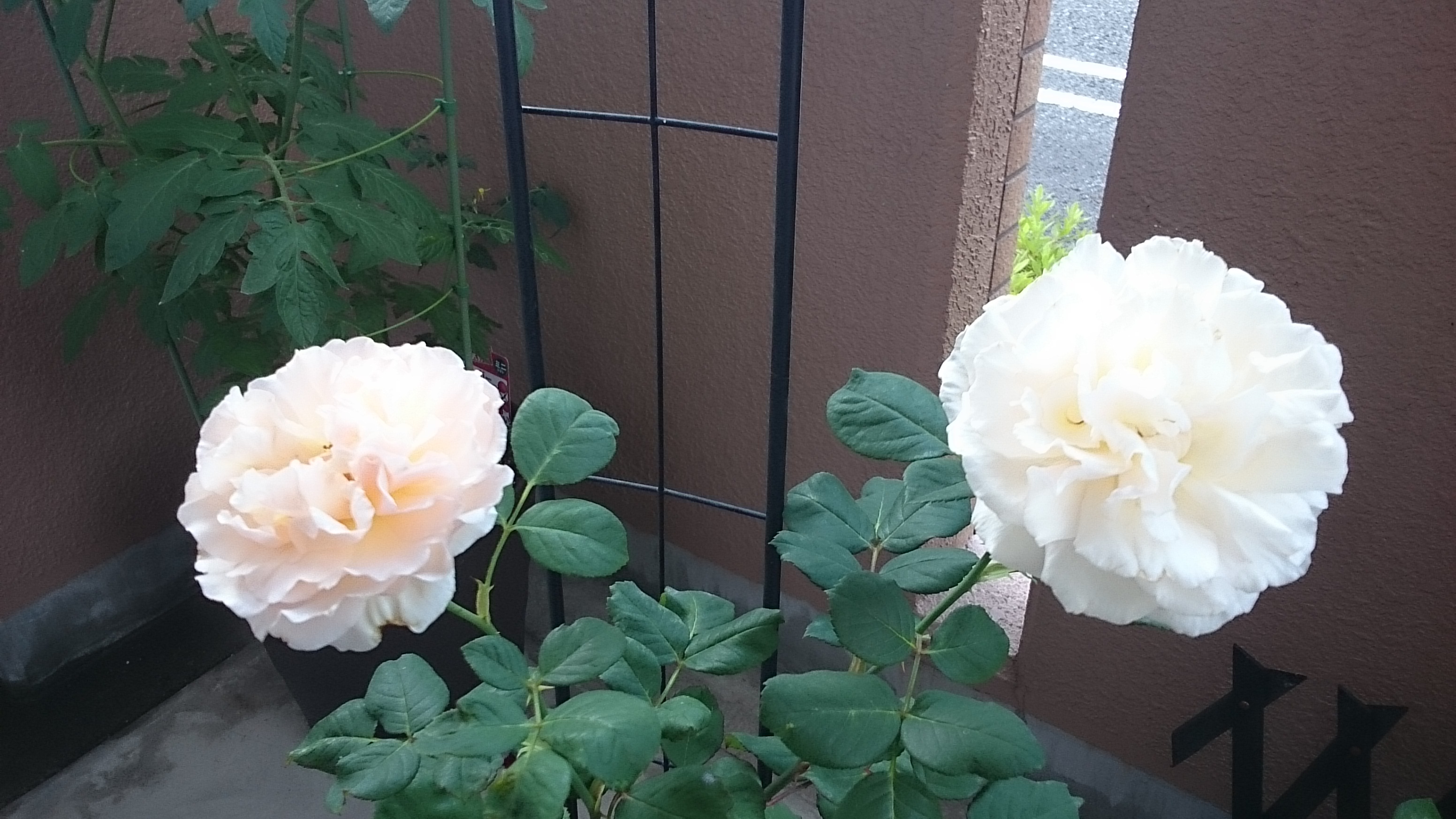 ﾌﾟﾘﾝｾｽ ｼｬﾙﾚｰﾇ 　～植物日記～