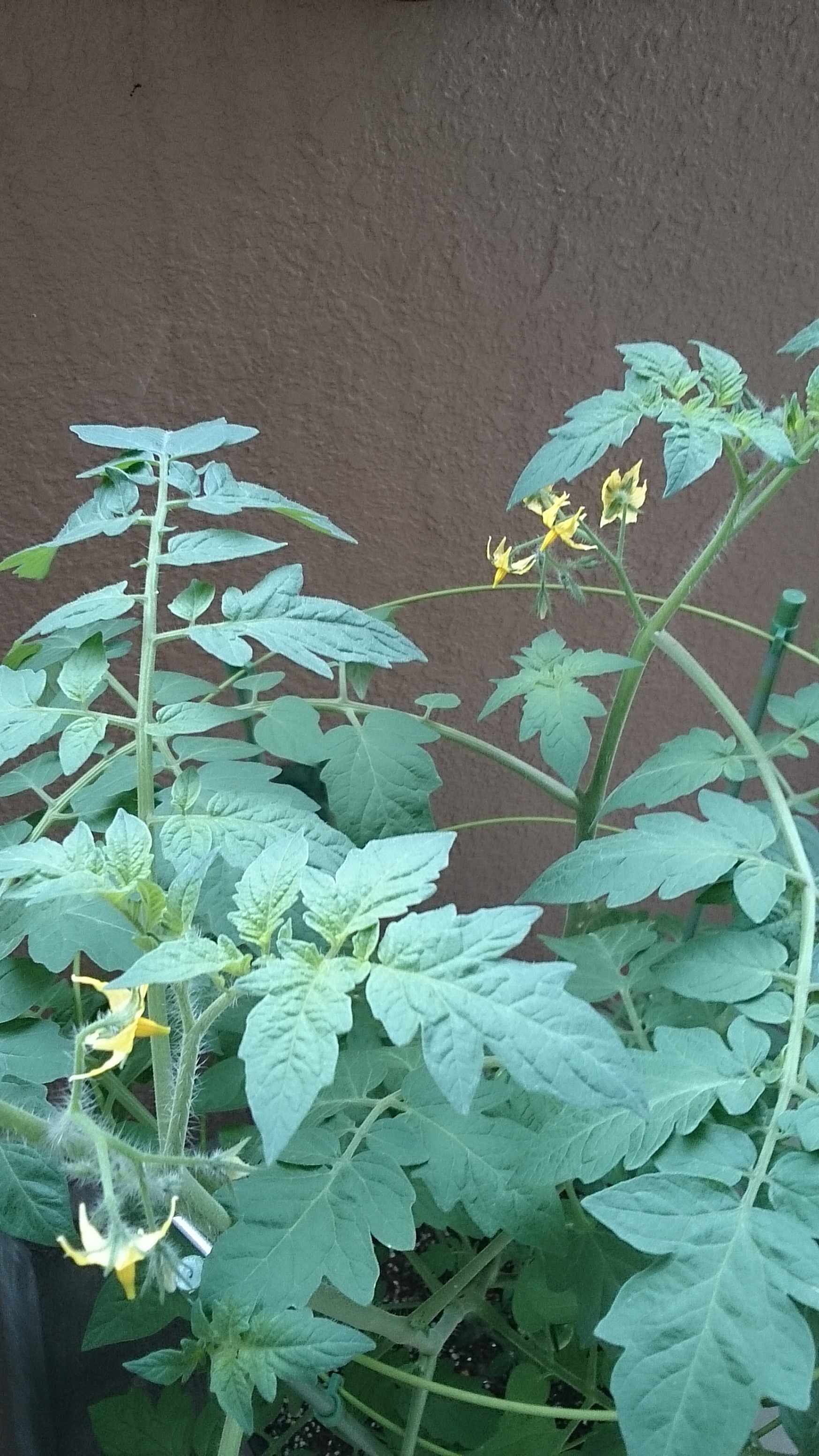 ミニトマト初成り！～植物日記～