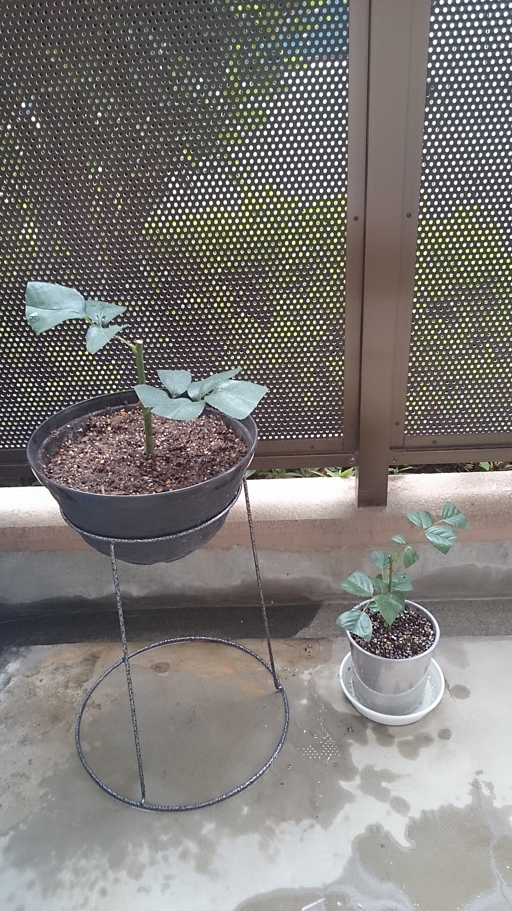 バラの挿し木に挑戦　　　～植物日記～