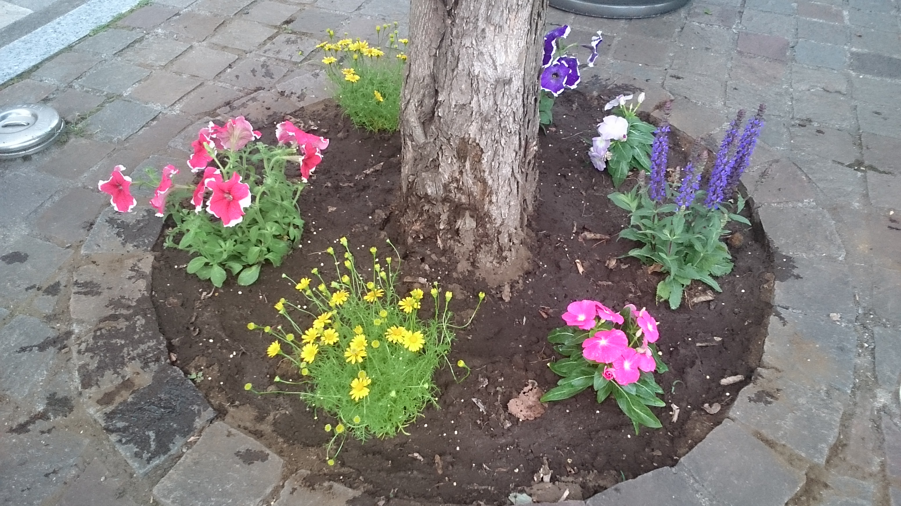 スタジオの花壇