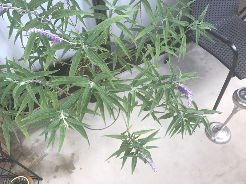 メキシカンセージ　～植物日記～