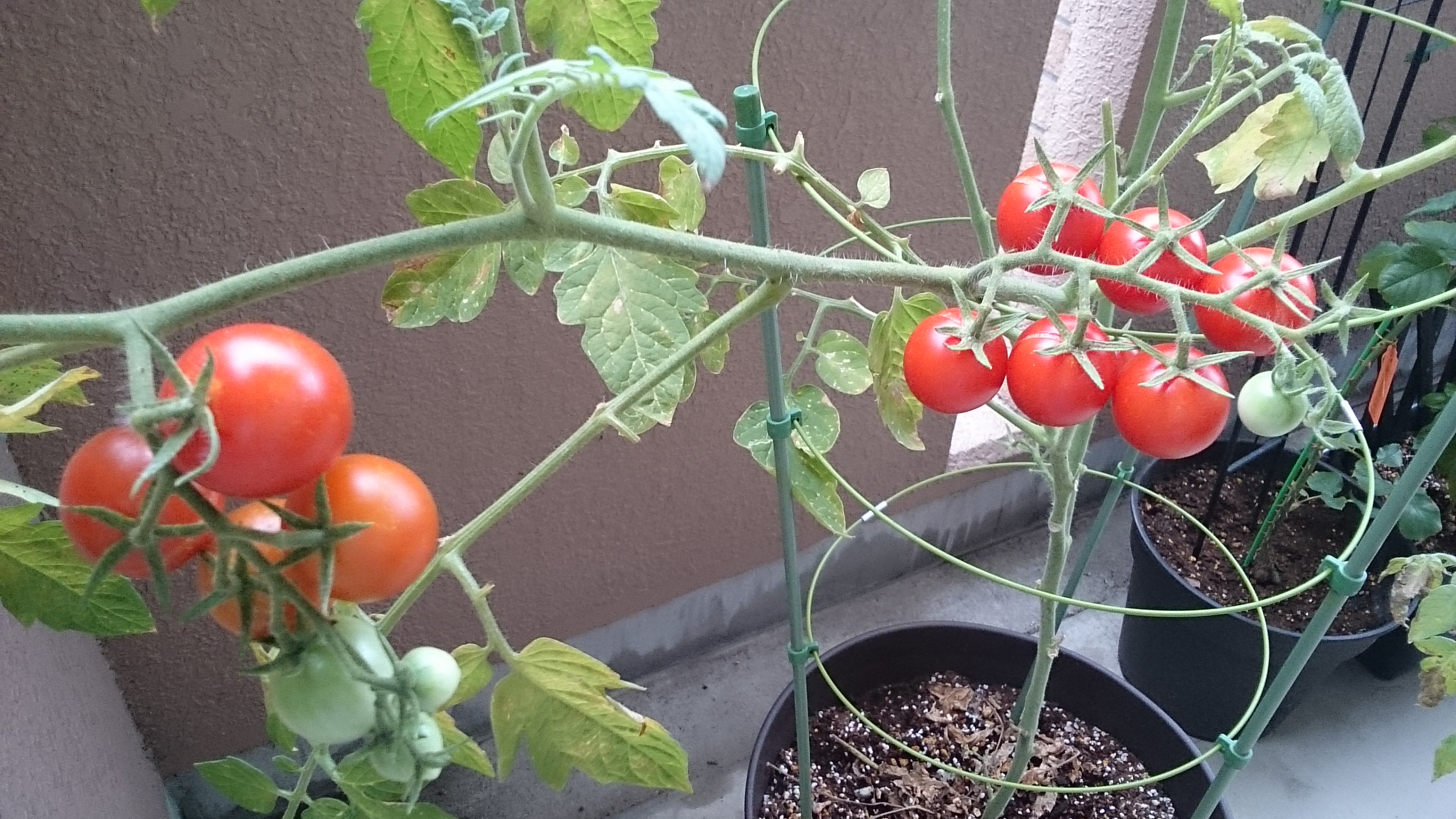 ミニトマト　夏の最後の収穫　～植物日記～