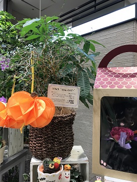 観葉植物　ソフィラ　リトルベイビー