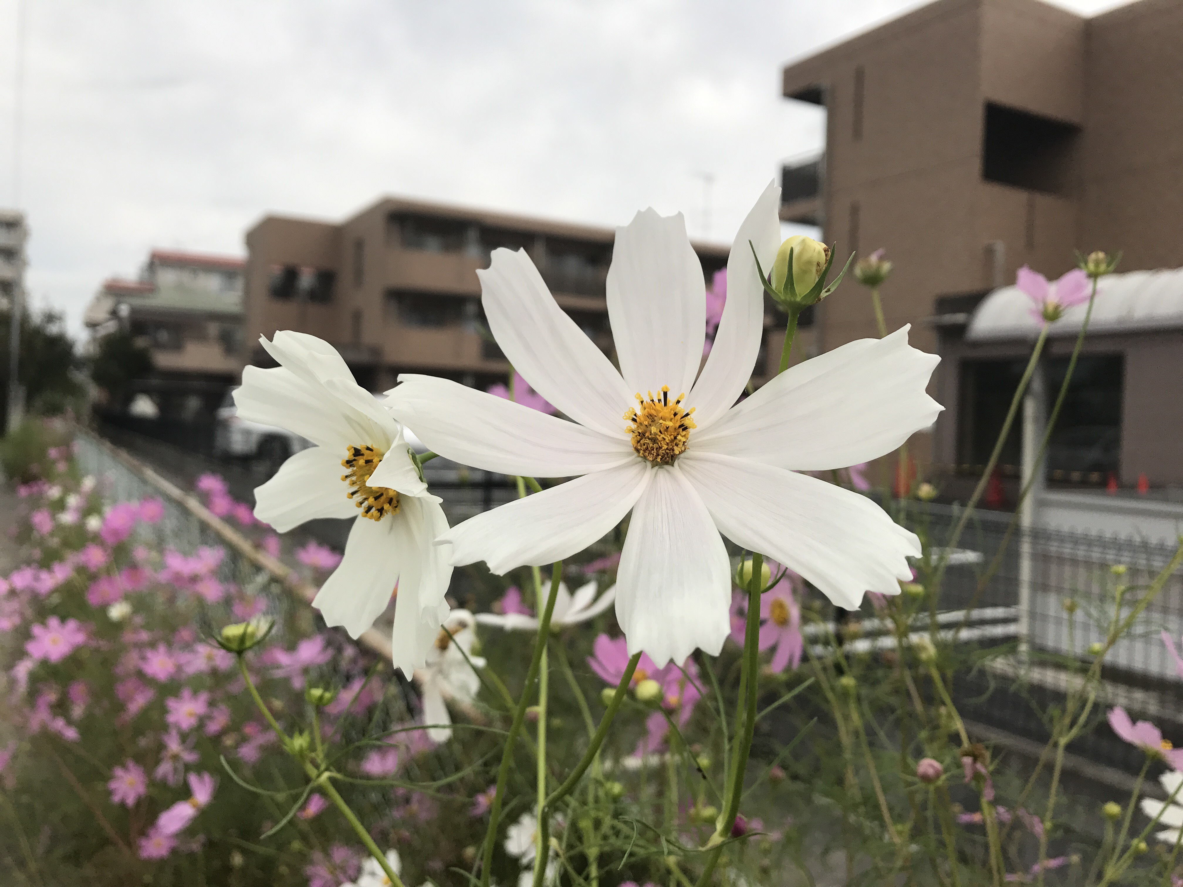 秋の花「秋桜」