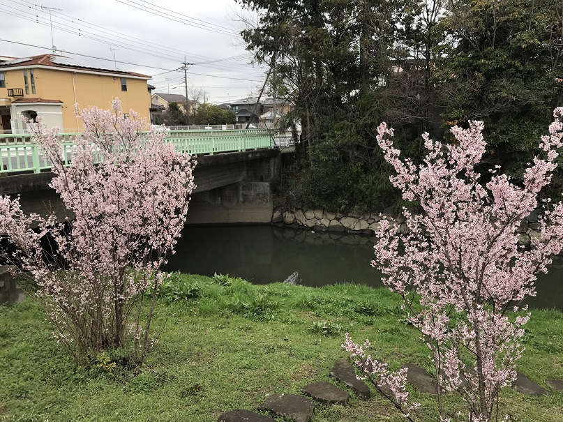 桜