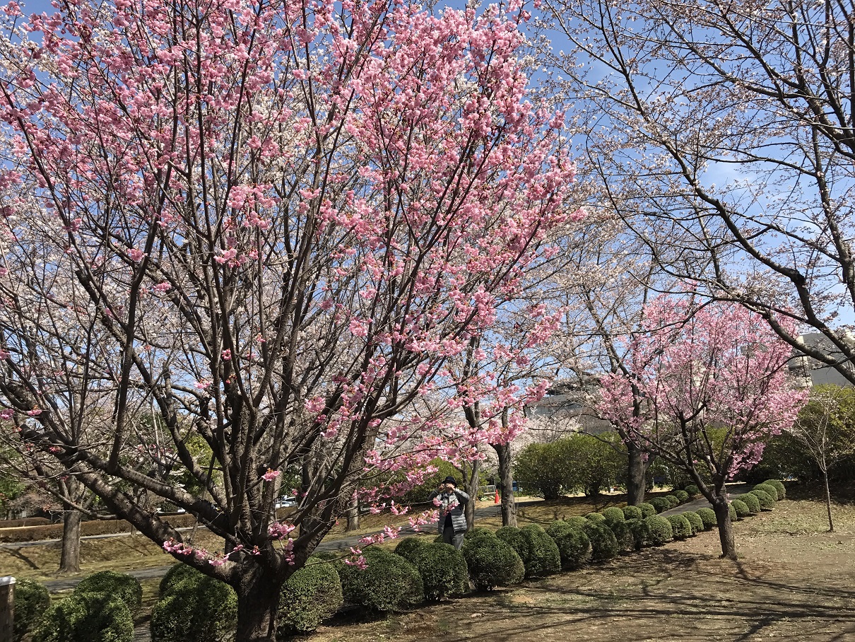 桜満開