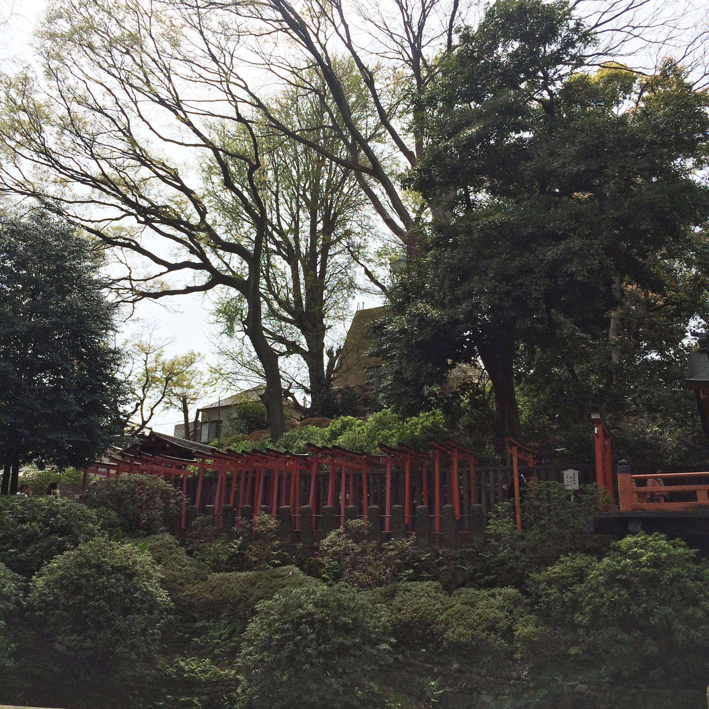 打ち合わせ前の寄り道・根津神社