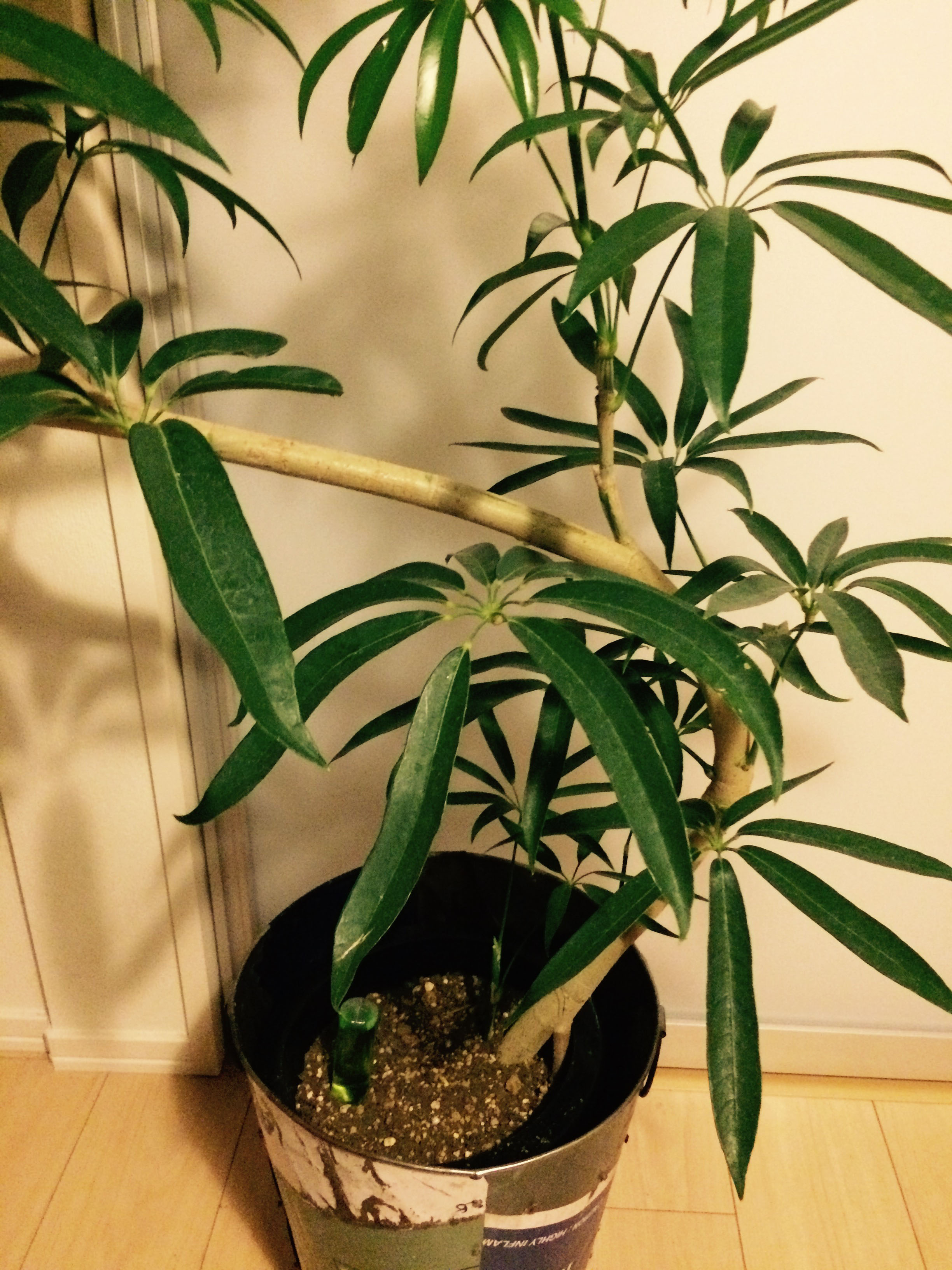 表参道にある・COUNTRY　HARVESTに立ち寄りました