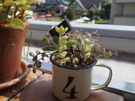 お手入れ不要。。。。ではなかった？