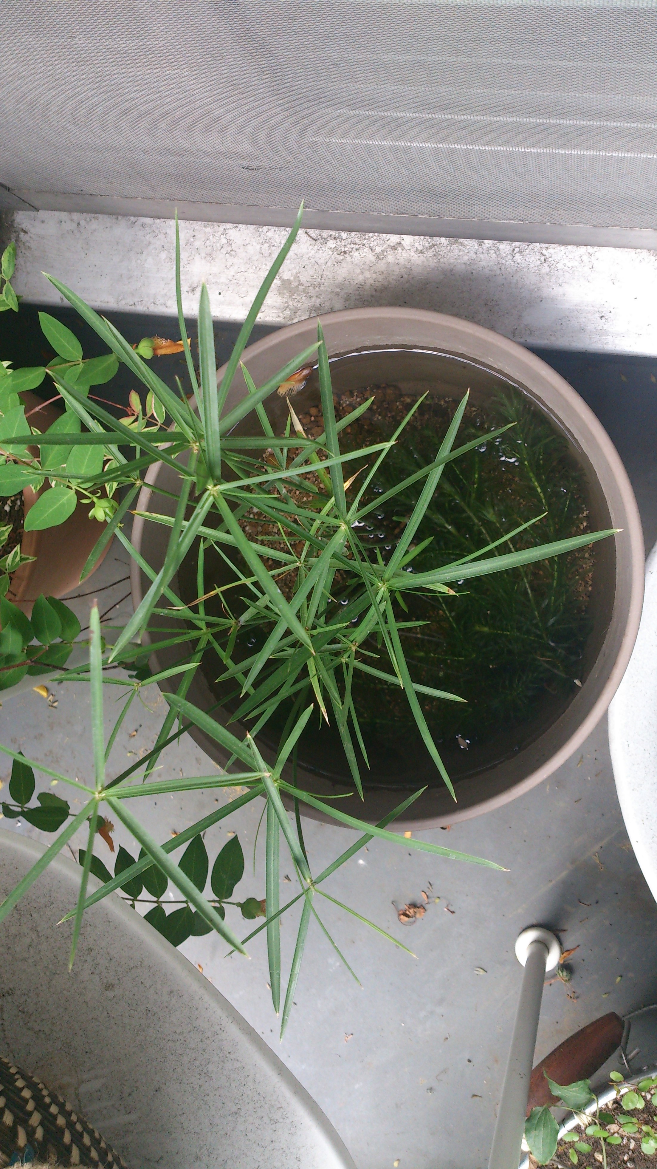 ■初夏に起こったミステリー・・・！？