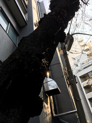 春がそこまで来てます