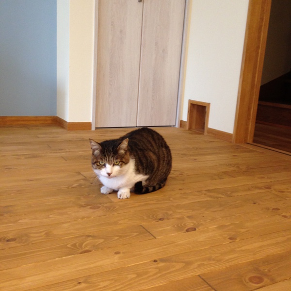 まだまだ趣味を愉しむ！好みの部屋で暖かく～撮影編