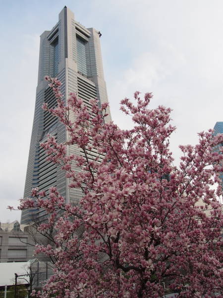 春が来たのを感じた公園の花達
