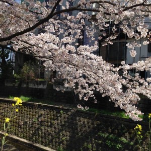 2015横浜店桜 (2)