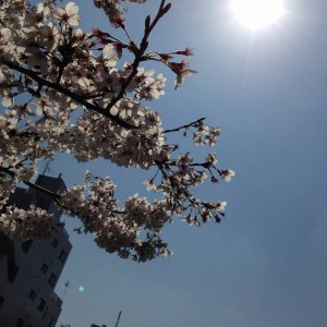 2015横浜店桜 (4)