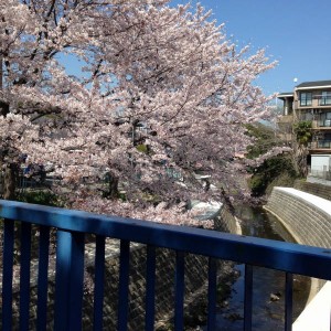 2015横浜店桜 (1)