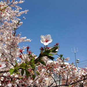 2015横浜店桜 (3)