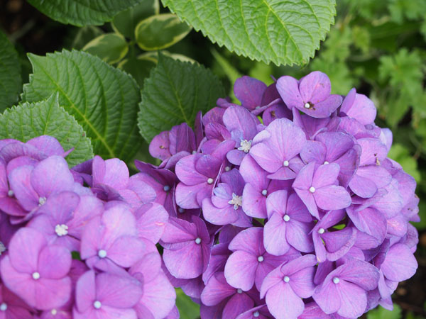 じめじめした梅雨のこの季節はすっきりしたい