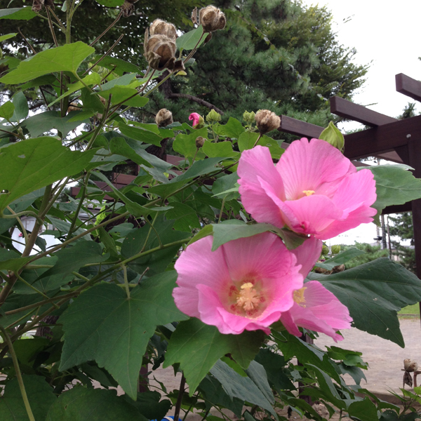 お祝いしていただきました。