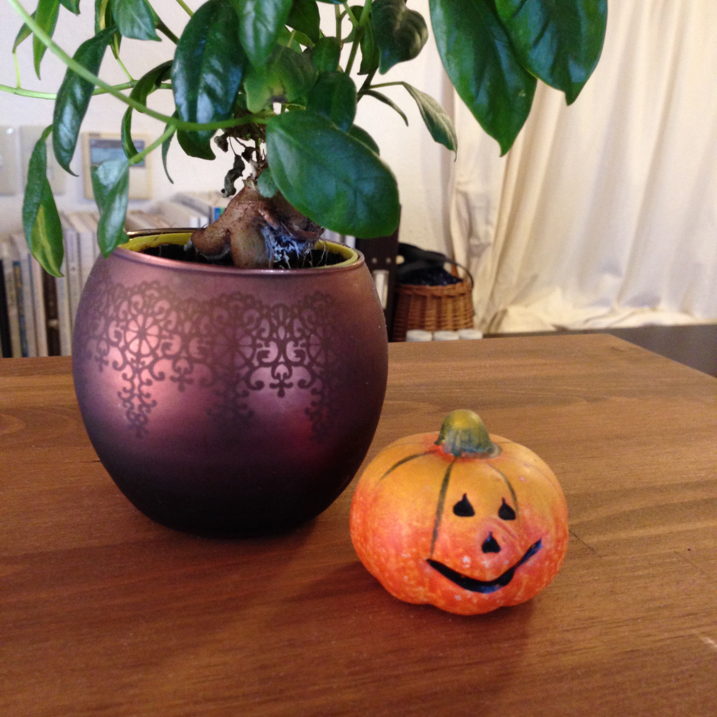 カボチャがいっぱいのstudio