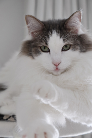 北欧シンプルな猫の居るおうち～写真編（リビングダイニング）