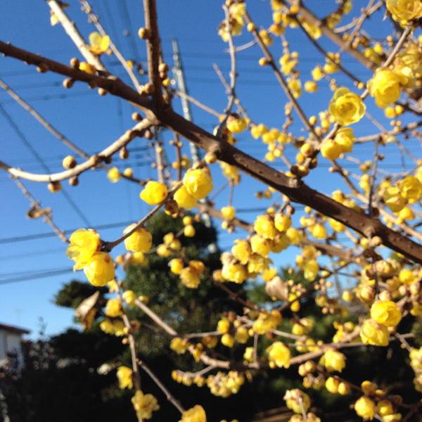 2016新年のご挨拶