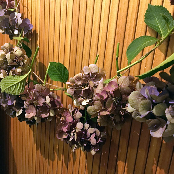 庭の紫陽花をドライフラワーに