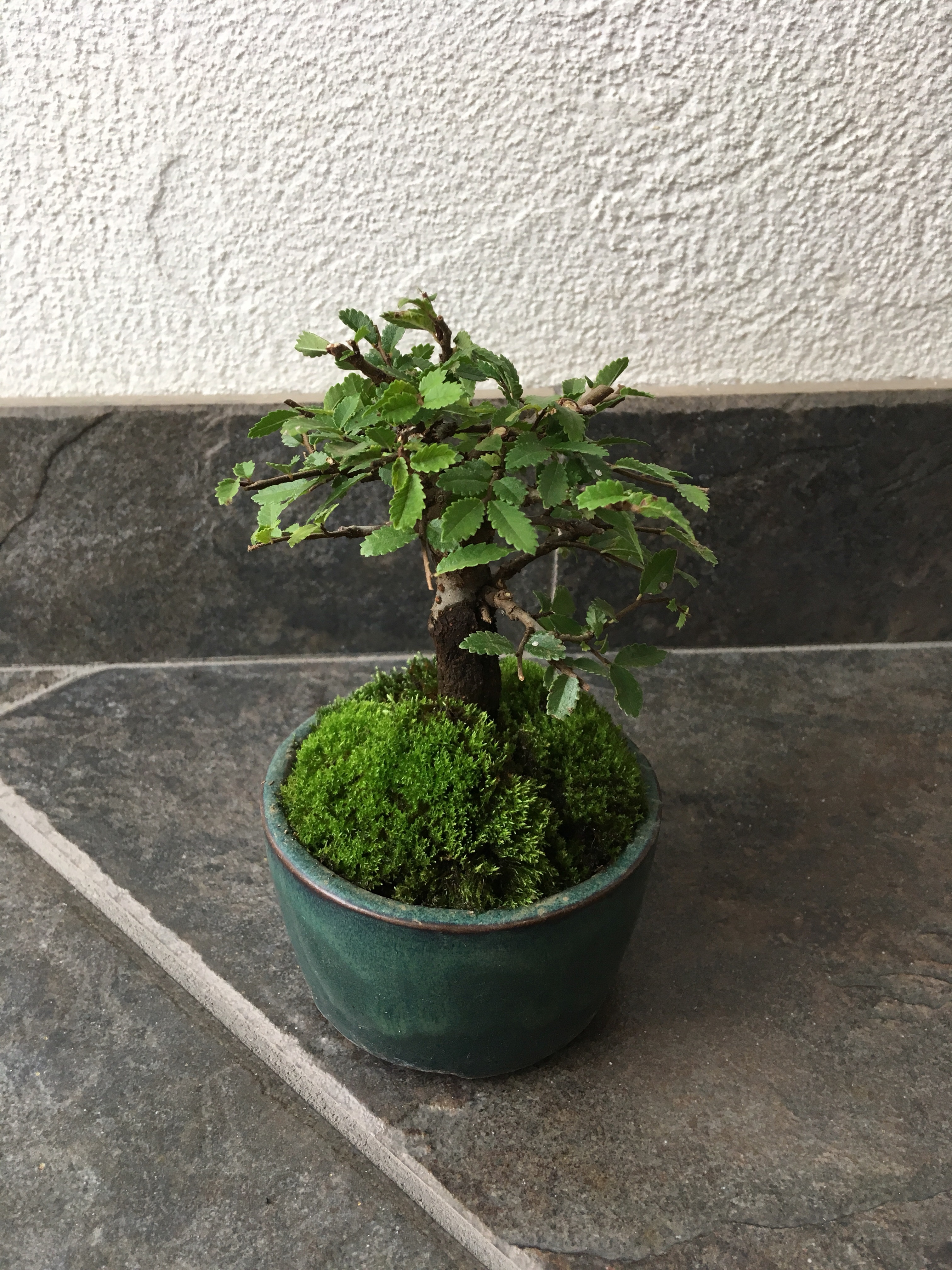 ワークショップで盆栽