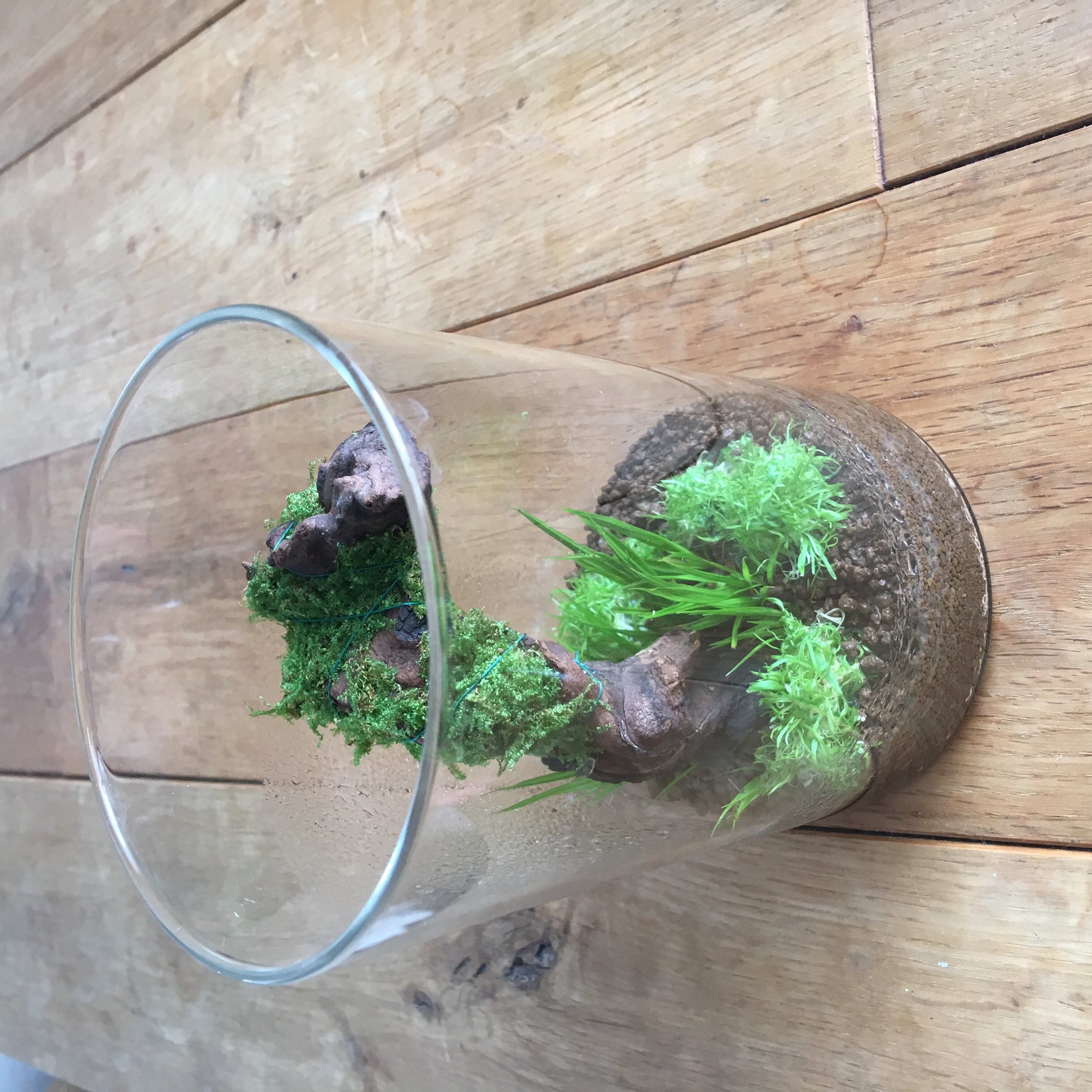 水草のテラリウム