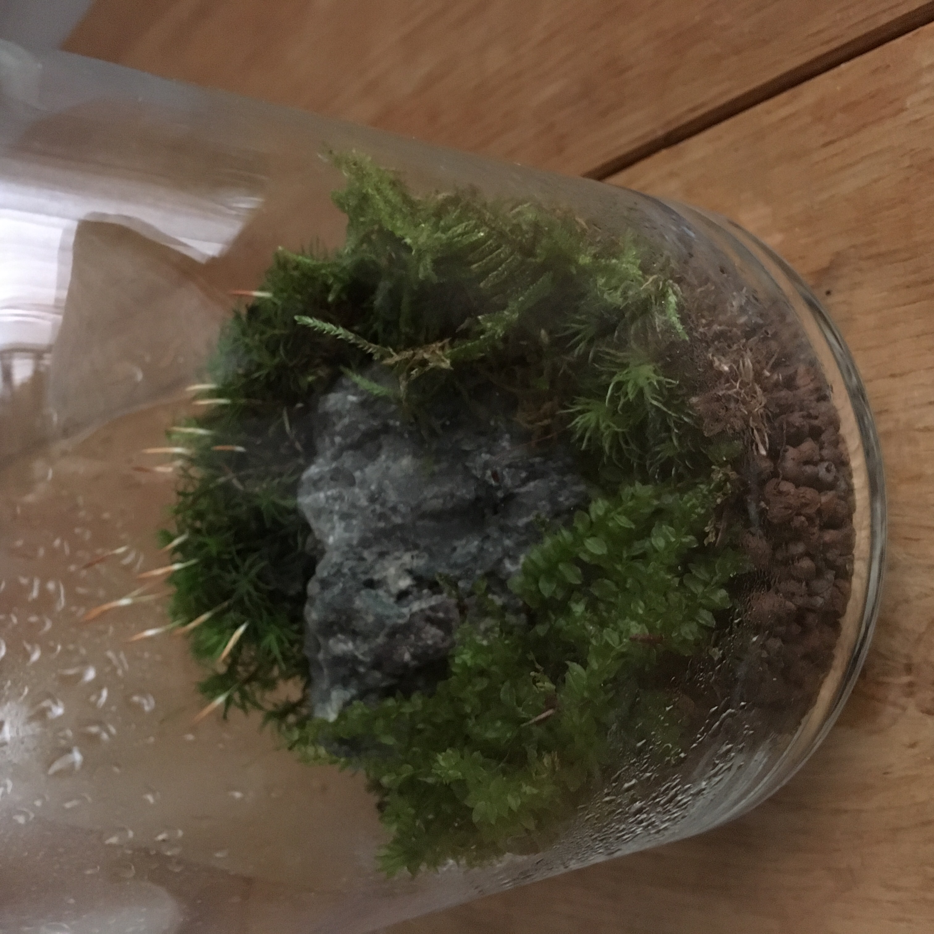 苔のテラリウム2