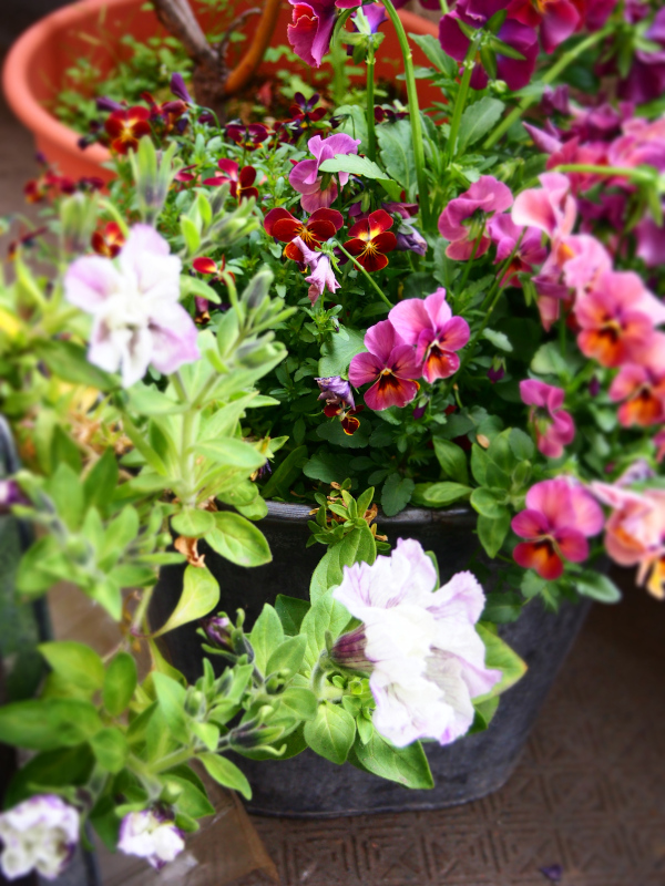 今日の花＊20200503