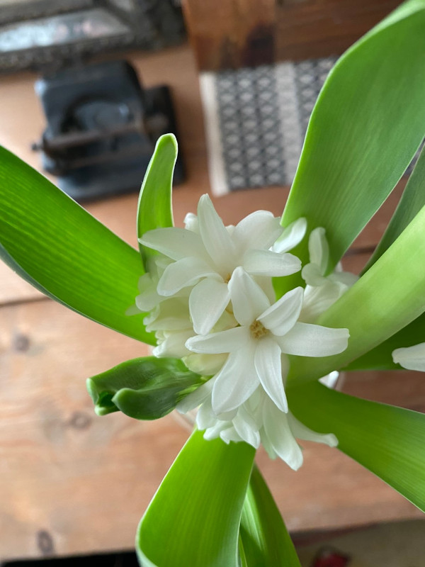 今日の花＊20200425