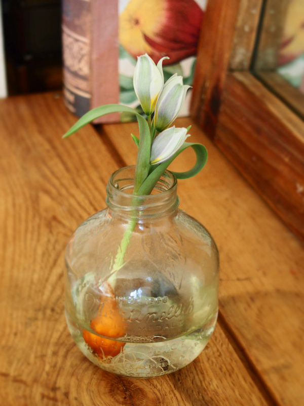 今日の花＊20200427