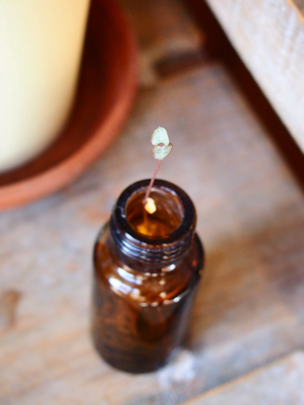 今日の花＊20200428