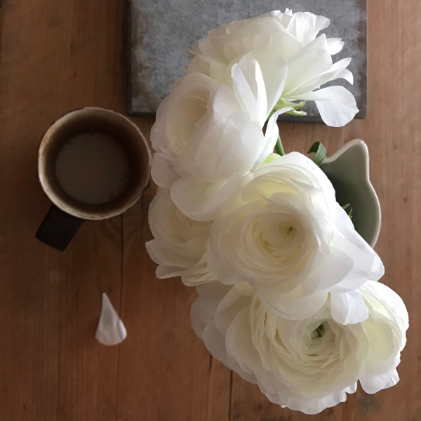 今日の花＊20200426