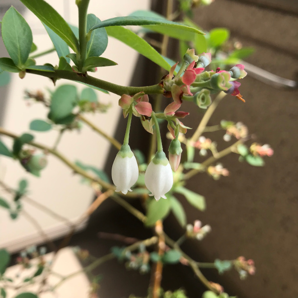 今日の花＊20200508