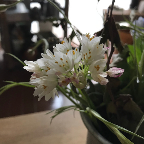 今日の花＊20200509