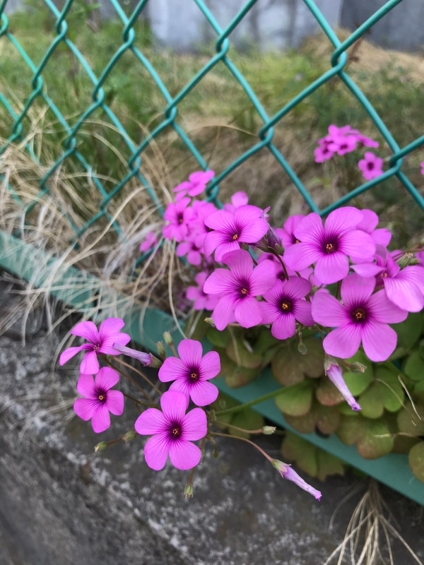 今日の花＊20200505