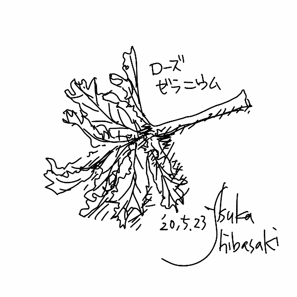 今日のスケッチ＊20200523ゼラニウム