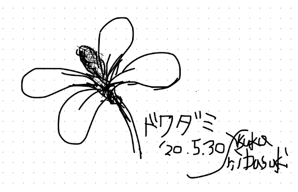 今日のスケッチ＊20200530ドクダミ