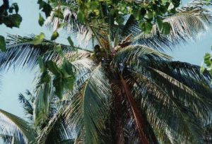 ピピ島・椰子の木５