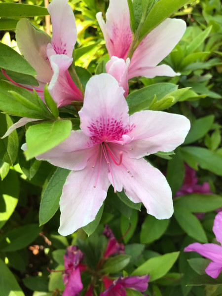 今日の花＊20200504