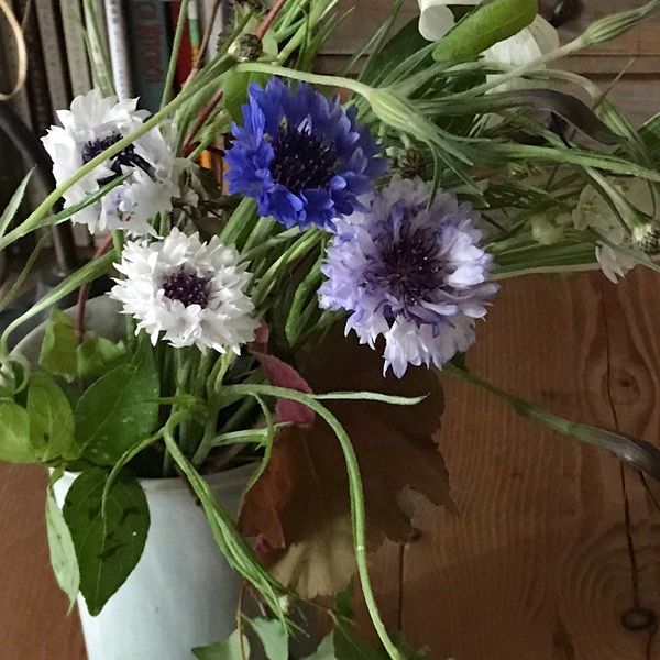 今日の花＊20200507