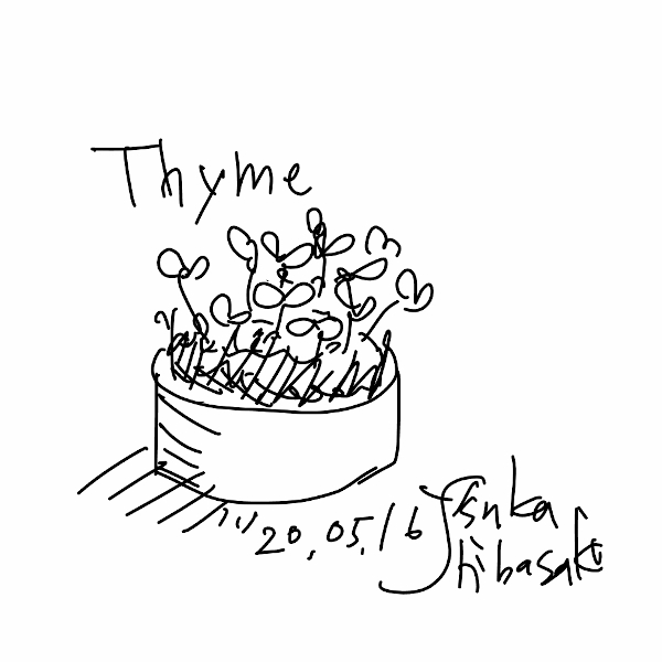 今日のイラスト＊20200516ハーブのタイム
