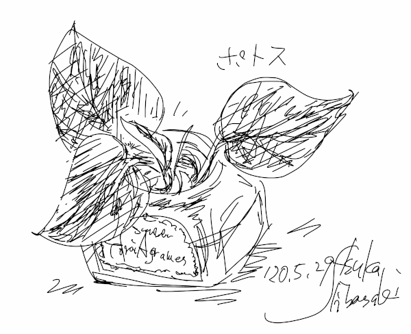 今日のスケッチ＊20200529ポトス