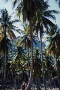 ピピ島・椰子の木３